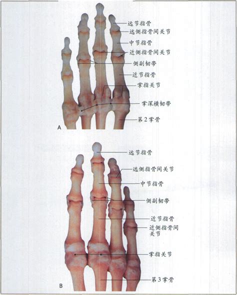 右食指有痣|右手食指第一关节有痣代表什么 右手食指第 ...